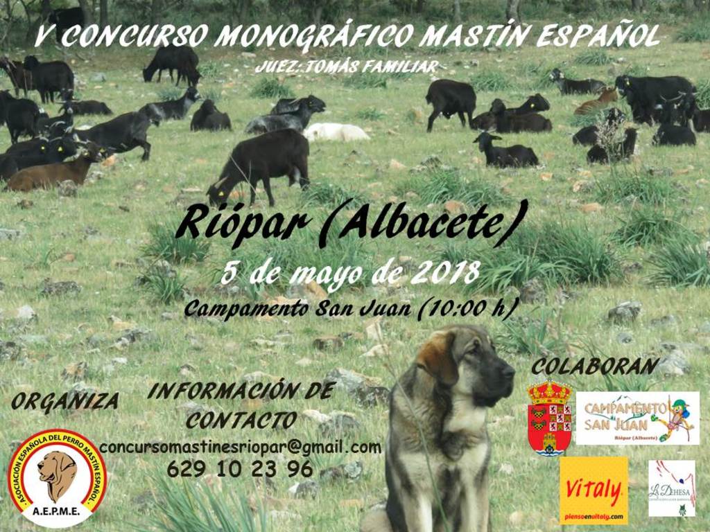 V CONCURSO MONOGRÁFICO DE MASTÍN ESPAÑOL