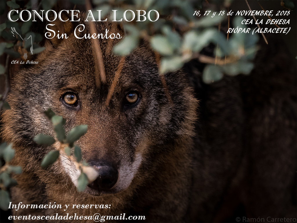 CONOCE AL LOBO SIN CUENTOS VI