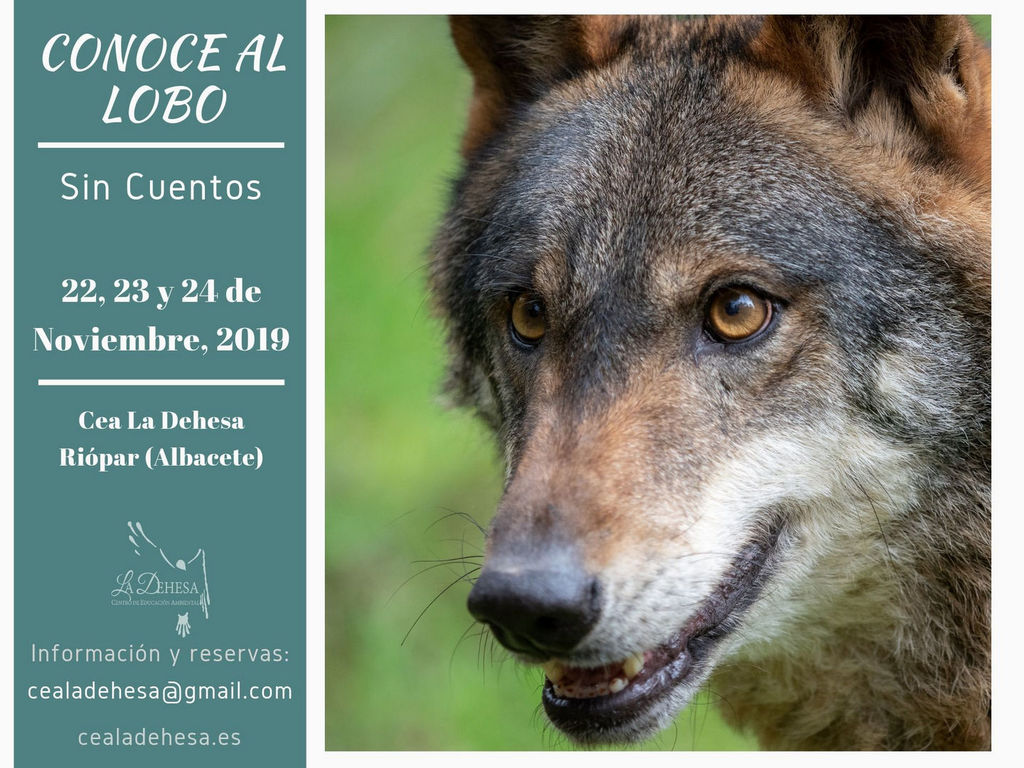 CONOCE AL LOBO SIN CUENTOS VII
