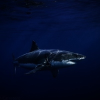 Reseña sobre la exposición “Lobos y tiburones, presas de nuestro miedo”