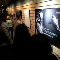 Reseña sobre la exposición “Lobos y tiburones, presas de nuestro miedo”