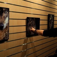 Reseña sobre la exposición “Lobos y tiburones, presas de nuestro miedo”