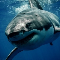 Reseña sobre la exposición “Lobos y tiburones, presas de nuestro miedo”
