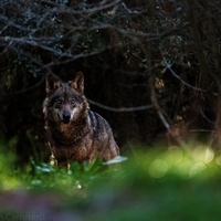 Reseña sobre la exposición “Lobos y tiburones, presas de nuestro miedo”