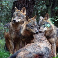 Itinerario de la naturaleza CEA La Dehesa