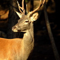 Itinerario de la naturaleza CEA La Dehesa