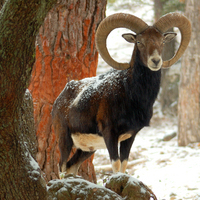 Itinerario de la naturaleza CEA La Dehesa